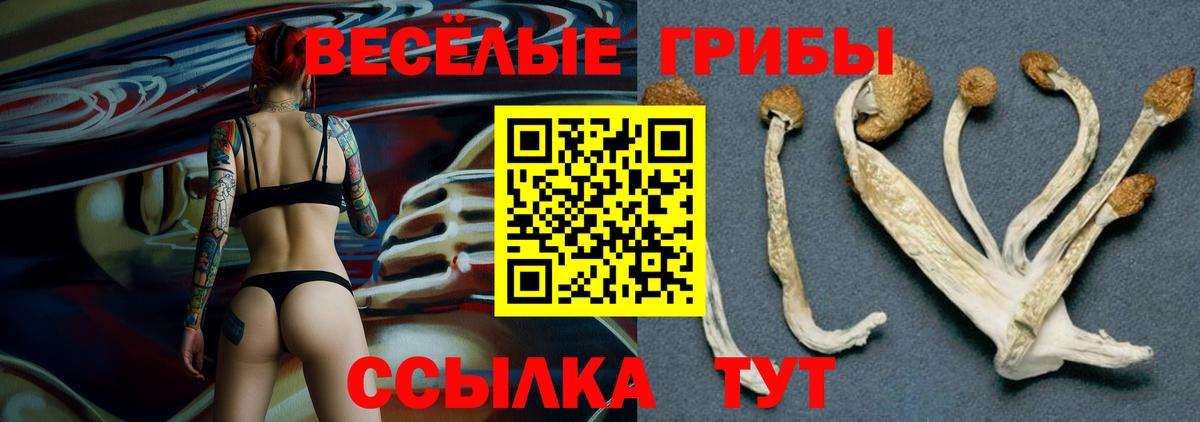Вольск  Галлюциногенные грибы Cubensis  Вход с VPN 